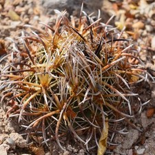 Coryphantha kraciki SEEDS - 25AT - SEMI di Cactus Raro