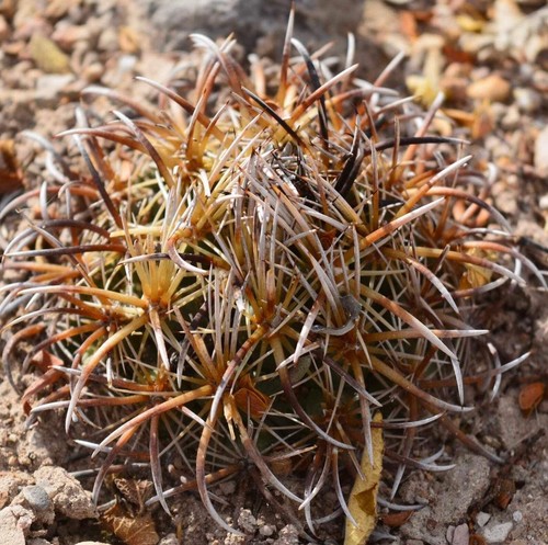 Coryphantha kraciki seeds - coryphantha,