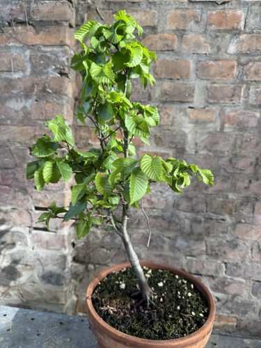 Bonsai carpino - bonsai,