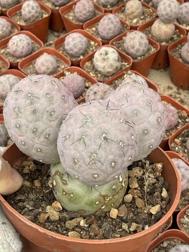 Pianta cactus succulento - cactus,