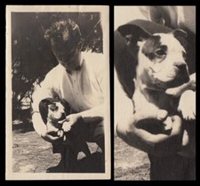 CUDDLY TINY PIT BULL PUPPY DOG