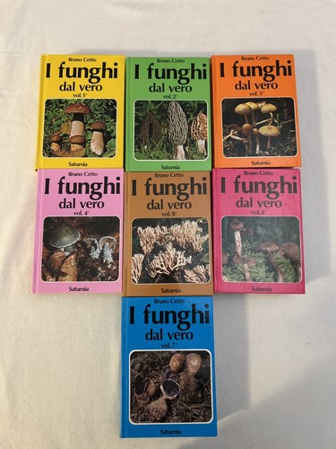Funghi dal vero bruno - funghi,