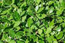 Alloro (laurus nobilis) vaso