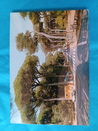 Cartolina vintage fregene - cartolina,