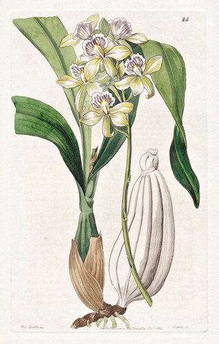 Epidendrum radiatum mexico - radiatum,