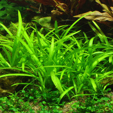 Sagittaria subulata - Erba