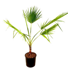 Pianta di PALMA WASHINGTONIA