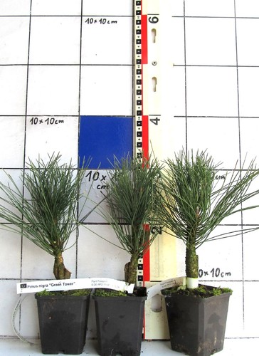 Pinus nigra green tower - pinus,