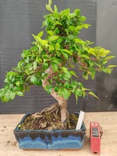 Bonsai olmo cinese 36 - cinese,