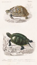 Testudo mauritanica tartaruga - mauritanica,