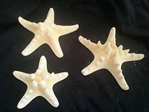 Stelle marine 7 - 5,