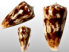 Conidae, Conus moluccensis