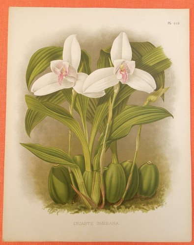 Lycaste smeeana pianta - , di