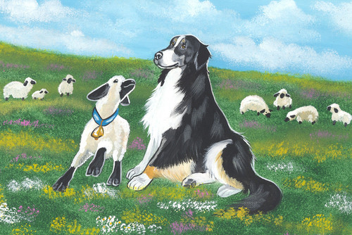 Border collie 10 - border, 8