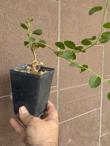 Cappero bonsai super mame - mame,
