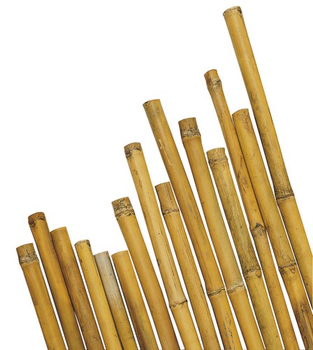 Verdelook canna bamboo - verdelook,