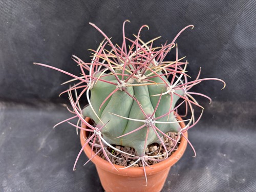 Ferocactus emoryi sinaloa - ,