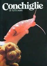 Conchiglie tutti mari 4 - conchiglie, di