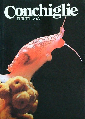 Conchiglie tutti mari 4 - di,