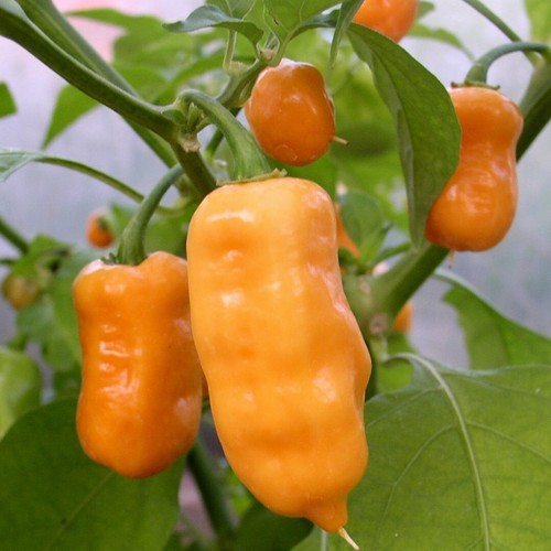 Semi peperoncino - di,