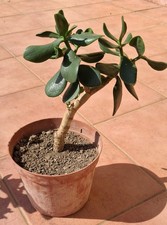 Crassula ovata pre bonsai