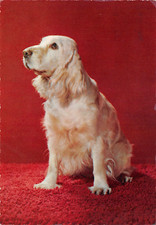 AL10-31C) CARTOLINA CANE ( COCKER SPANIEL ? ) EDIZIONE S.A.F MILANO VIAGGIATA