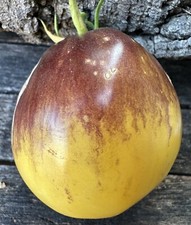 POMODORO RUSSO BLUZ NA BLUDE