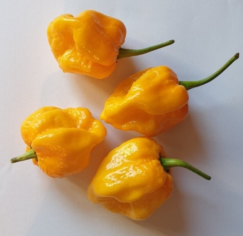 Semi peperoncino - semi, di