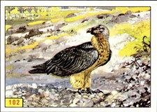 figurina Uccelli ed.Panini