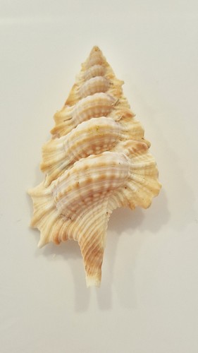 Apollon perca bargain shell - bargain,
