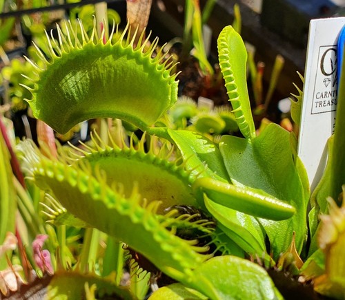 Dionaea muscipula antonov 225 - muscipula,