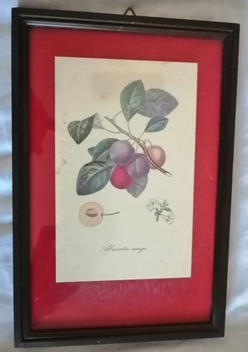 Stampa incorniciata albricotee - stampa,