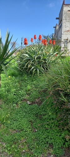 Aloe arborescens vulcanica - arborescens,