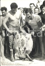 1965 ca CERVIA Marinai della motopesca "Francesco" con testuggine di 100 kg