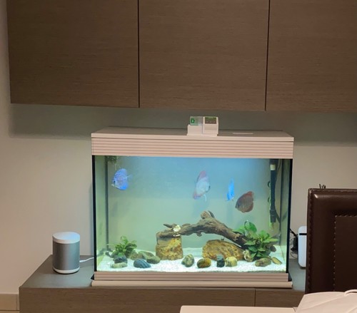 Acquario askoll 120kt usato - askoll,