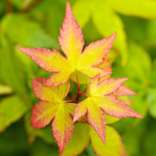 Acero rosso giapponese acer - acero,