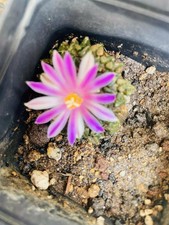 ARIOCARPUS KOTSCHOUBEYANUS  da seme Ø 4 cm.(*)