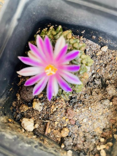 Cactus ariocarpus - cactus,