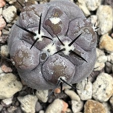 F Copiapoa  Cinerea Mont