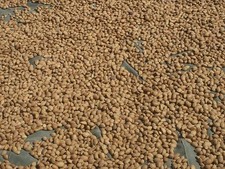 MANDORLE DOLCI SICILIANE IN