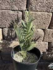 Encephalartos Dyerianus 5