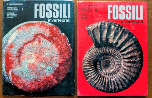 Fossili invertebrati - fossili,
