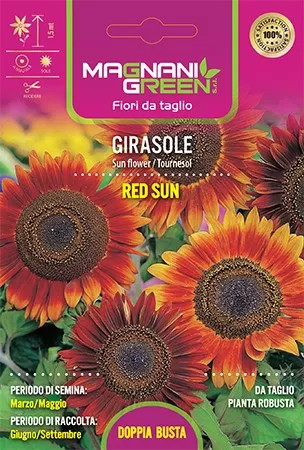 Semi girasole red sun - girasole,