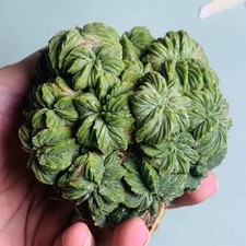 Multi Heads Rare Cacti Aztekium ritteri Cristata WYSIWYG Boutique Decor Sale