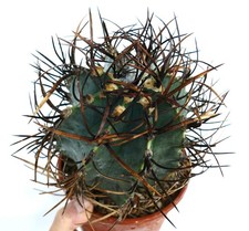 Astrophytum capricorne cv BUFALO 'TAIHO-GYOKU' - Cactus corno di capra | Catto stellato