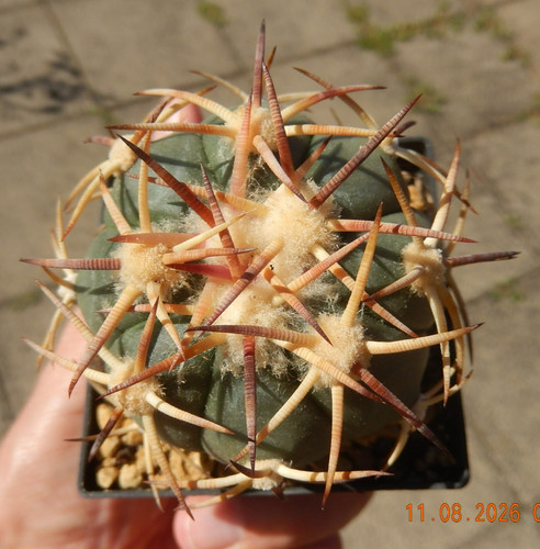 Echinocactus horizonthalonius