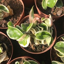 Foglia arrotolata Hoya carnosa