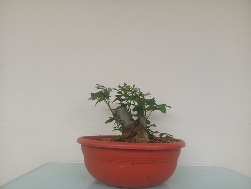 Bonsai frassino maggiore per - bonsai,