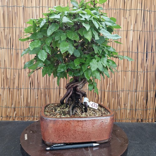 Bonsai carpino laxiflora - di,