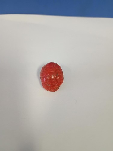 Tartaruga corallo rosso